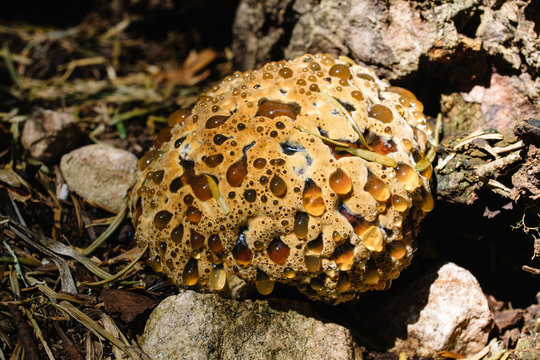 Hydnellum ferrugineum, rare wood mushroom, blood tooth Fungus, commonly known as the mealy tooth