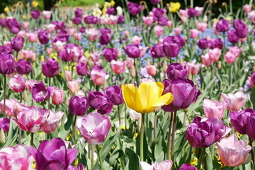 Fototapeta premium Tulpenfeld