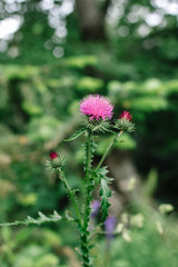 Pink milk thistle flowers in wild natur Silybum marianum herbal remedy