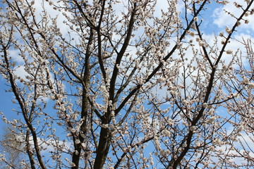 Blooming beautiful tree