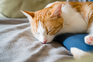 Fototapeta na wymiar funny red cat lying on a blue pillow