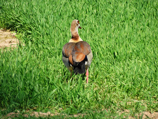 Eine Nilgans von hinten