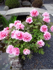 日本庭園に咲くピンクの牡丹