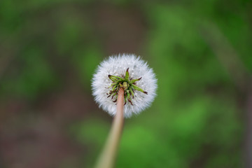 One dandelion in nature on a green background.