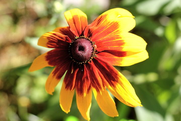 Solar yellow flowers of a coneflower