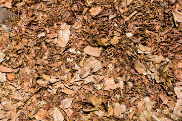 autumn leaves background