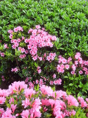 Fototapeta premium 植え込みの躑躅