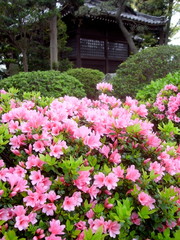 Fototapeta na wymiar 神社に咲く躑躅風景