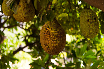 Jack fruit tree