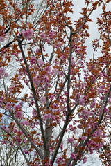 tree in blossom and spring