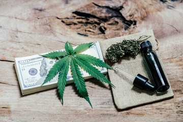 Cannabis plant growing in piles of money. Time-saving cannabis business ideas