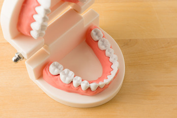 acrylic model of human jaws