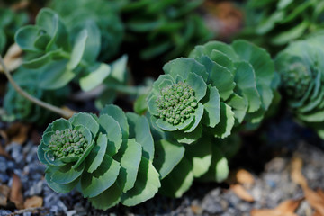 Rhodiola rosea plant sprouting new growth in the spring garden