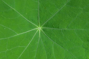 Botanical background image of a bright geen Nasturtium leaf with a natural pattern of white radiating veins and a smooth texture.