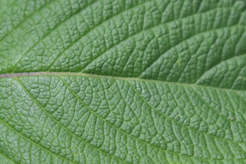 Close-up of the leaf of a salvia bush.