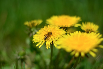 un ape sui fiori di tarassaco