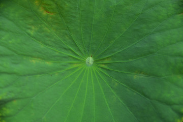 Fototapeta na wymiar leaves of lotus