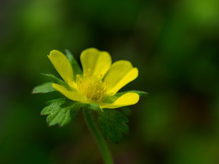 かわいい野イチゴの花