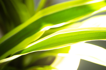 Long green leaves lit by bright light