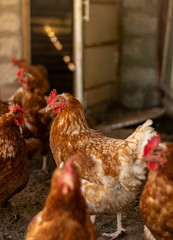 the hens in the chicken coop went out for a walk and watched in amazement
