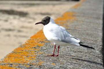 Mouette rieuse sur un mur .