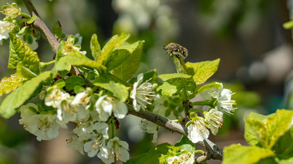 a bee or a wasp flies near a flower tree. Insect pollinates cherry and apple flowers