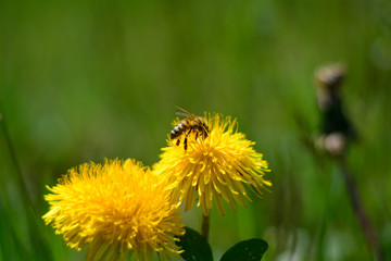 bee on dandelion