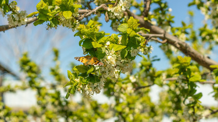 beautiful butterfly resting on a tree branch and flower