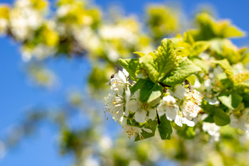 Leaves and little flowers of cherry and plum against the blue sky