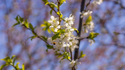 Leaves and little flowers of cherry and plum against the blue sky