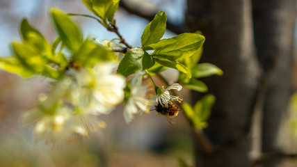 a bee or a wasp flies near a flower tree. Insect pollinates cherry and apple flowers