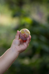 Garden plums in little  baby hand. Close up of fresh plum