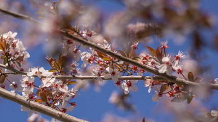 Leaves and little flowers of cherry and plum against the blue sky