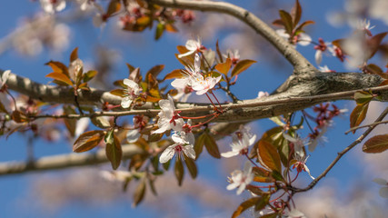 Leaves and little flowers of cherry and plum against the blue sky