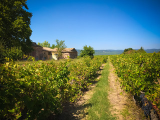 Fototapeta na wymiar Vineyard in provence france