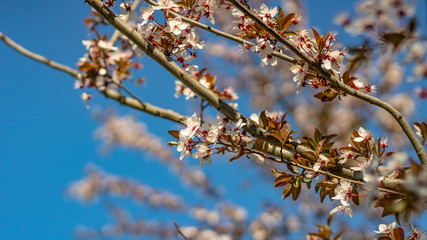 Leaves and little flowers of cherry and plum against the blue sky