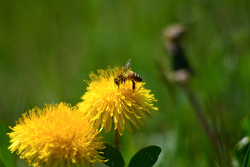 l'impollinazione delle api