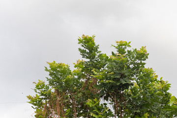 tree waving on heavy wind at rainy day