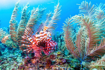 Coral garden in Caribbean