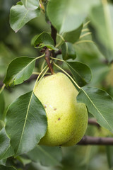 pear on tree with leaves shallow depth of field.