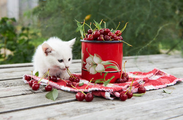 A cup of cherries and a kitten on a gray wooden table. Fresh, red, juicy berries from the garden. 