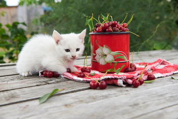 A cup of cherries and a kitten on a gray wooden table. Fresh, red, juicy berries from the garden. 