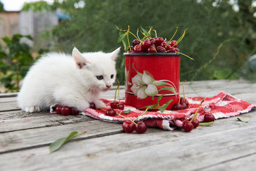 A cup of cherries and a kitten on a gray wooden table. Fresh, red, juicy berries from the garden. 