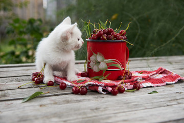 A cup of cherries and a kitten on a gray wooden table. Fresh, red, juicy berries from the garden. 