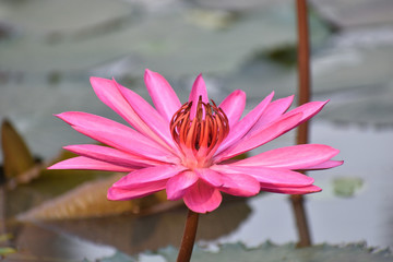  lotus