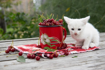 A cup of cherries and a kitten on a gray wooden table. Fresh, red, juicy berries from the garden. 