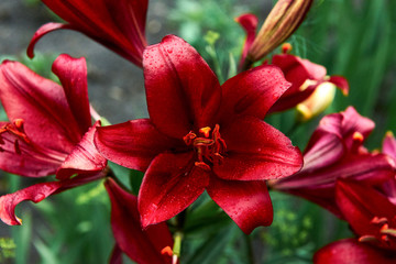 The flower of a red lily growing in a summer garden. Bouquet of lilies.  Drops on the petals of the flowers. Beautiful delicate plant in nature