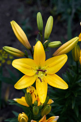 The flower of a yellow lily growing in a summer garden. Bouquet of lilies.  Drops on the petals of the flowers. Beautiful delicate plant in nature