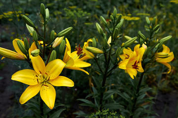 Fototapeta na wymiar The flower of a yellow lily growing in a summer garden. Bouquet of lilies. Drops on the petals of the flowers. Beautiful delicate plant in nature