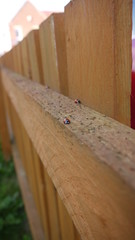 Fototapeta na wymiar Ladybird